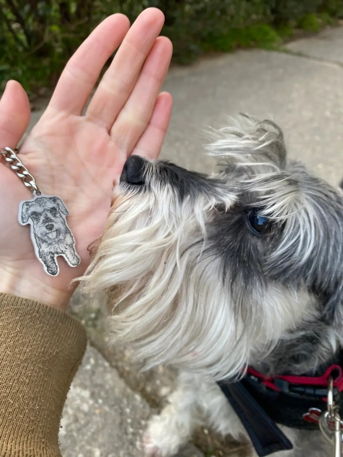 Ljubimac Na Vašem Dlanu