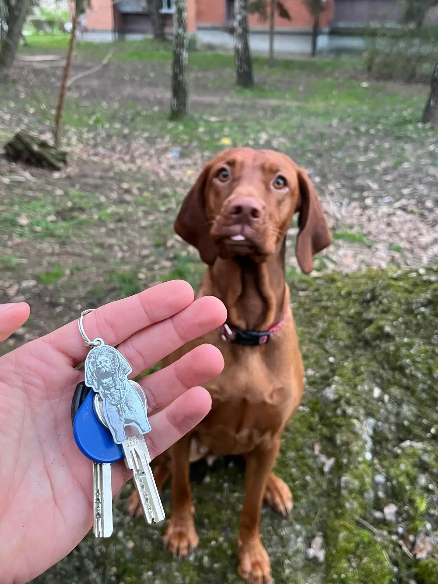 Ljubimac Na Vašem Dlanu